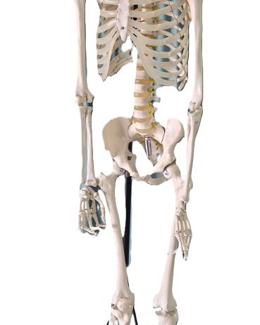 Teaching Skeleton Period Black Base